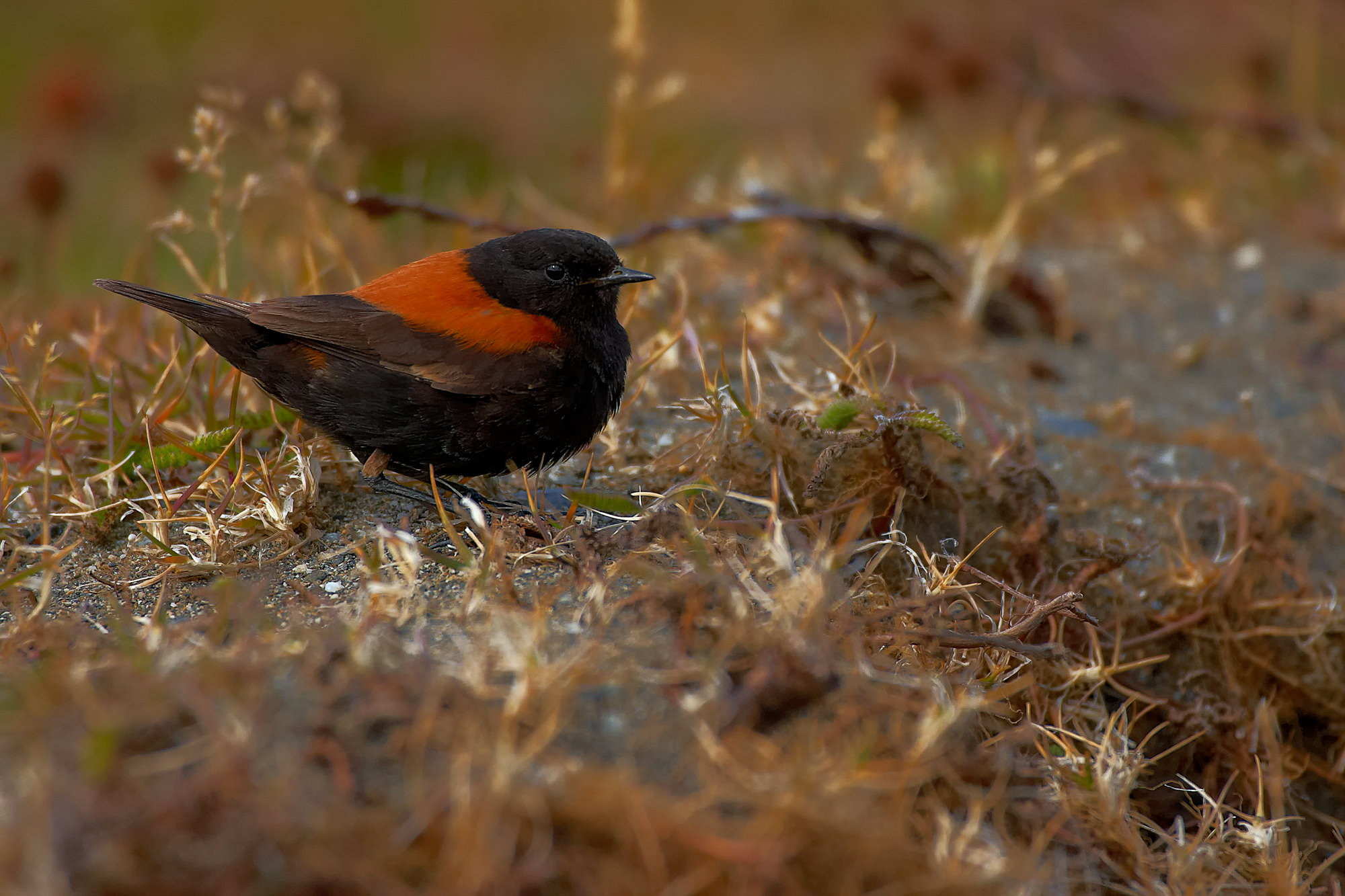 Tyrant flycatchers